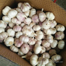 Nouvel an Fresh White White Garlic